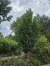 Carpinus betulus 'JFS-KW1CB' [sold as Emerald Avenue (R)] - European Hornbeam