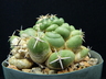 Coryphantha maiz-tablasensis