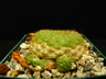 Rebutia marsoneri
