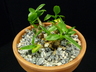 Ledebouria pauciflora