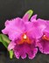 x Rhyncholaeliocattleya grex Velvet Beauty 'Volcano Queen'
