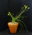 Albuca tortuosa