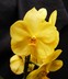 Vanda grex Siriwan 'Canary'