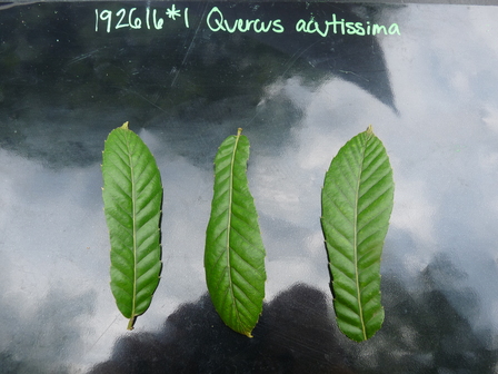 title image