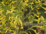 Caragana microphylla 'Tidy' - Littleleaf Pea Shrub