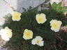 Eschscholzia californica 'Milky White' - Milky-White California Poppy California Poppy