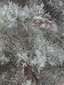 Hesperocyparis arizonica 'Fandango' [sold as CRYSTAL FROST (TM)] - Arizona Cypress