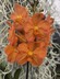 Vanda grex Viboon Sunset 'Spotted Tangerine'