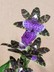 Zygopetalum grex Advance Australi 'HOF'