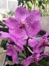 Vanda grex Ong Chong Huat Tan Mui Siok