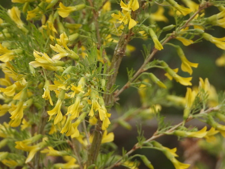Caragana microphylla 'Tidy'