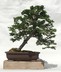 Chamaecyparis obtusa - Hinoki False Cypress Hinoki Cypress