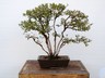 Ulmus pumila - Siberian Elm