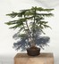 Araucaria heterophylla - Norfolk Island Pine