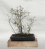Crataegus succulenta - Fleshy Hawthorn Succulent Hawthorn
