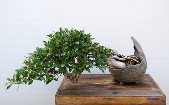 Title Image