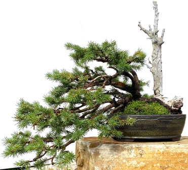 house plant pine Norfolk Island Pine | 10" Pot | Easy Care Houseplant