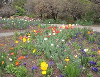 All-America Selections Garden on May 1, 2015 with tulips and poppies in bloom
