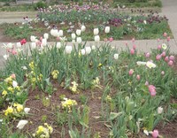 All-America Selections Garden on May 1, 2015 with tulips and poppies blooming