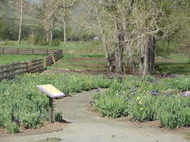 Chatfield Iris Garden, Spring 2020