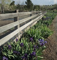 Chatfield Iris Garden, Spring 2020