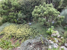 Dwarf conifer collection August 2025