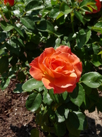 Rose in Ellipse Garden