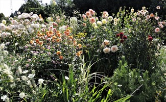 Fountain Bed September 2021 Dahlia display