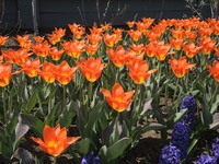 Orange tulips in April 2018 - Amazon