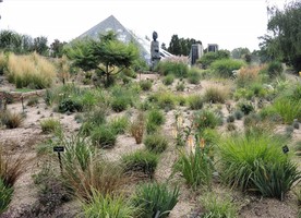 Ornamental Grasses Garden August 19, 2022
