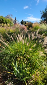Ornamental Grasses Garden in September 2023