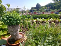 Le Potager in July 2018