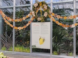 Holiday Orangery Display 2021, citrus theme