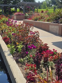 Annuals Garden in July 2025