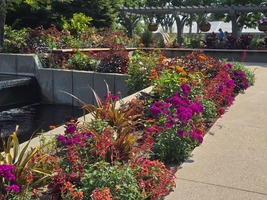 Annuals Garden in July 2025