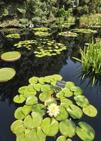 Monet Water Garden in July 2025