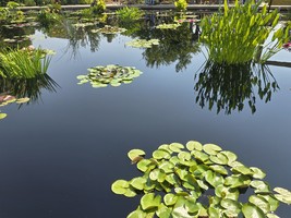 Monet Water Garden in July 2025