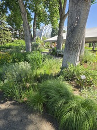 Cottonwood Border in mid-June, looking toward Conservatory