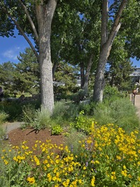 Cottonwood Border in mid-June
