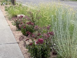 First summer of York Street Right-of-Way planting, July 2023