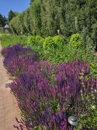 Salvias in bloom in June