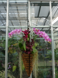 Orchid Showcase 2020
