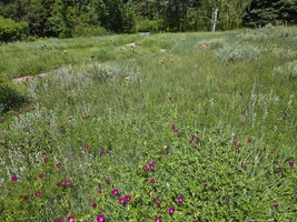 Callirhoe involucrata blooming in the Plains Garden