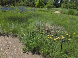 Plains Garden in June 2025 with yellow Opuntia blooming in foreground and blue Delphinium in background