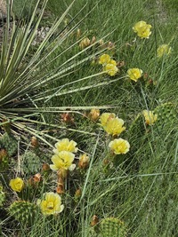 Yellow Opuntia blooming in June 2025