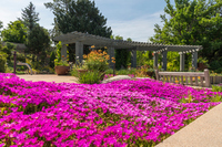 South African Plaza in June with ice plant in full bloom - photo credit, Scott Dressel-Martin