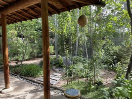 View into garden from front of Tea House August 2025
