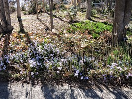 Spring bulbs growing in Oak Grove understory, April 2022