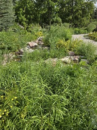 Willow Glade in May 2025