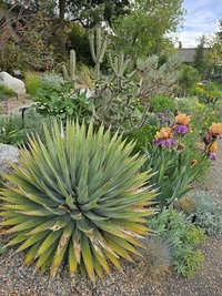 Water-Smart Garden in May